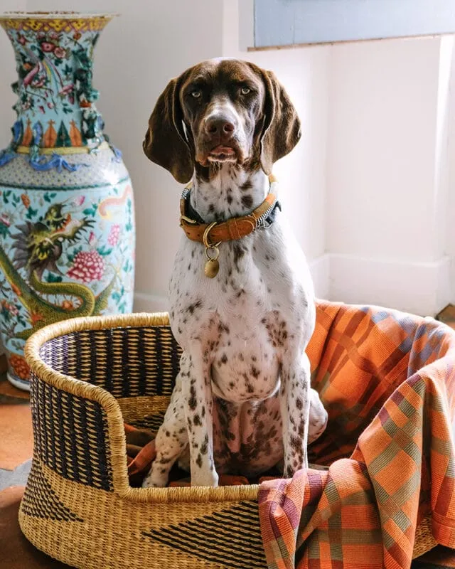 Fido Dog Blanket // Ginger