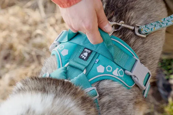 Hurtta Dog Harness: Weekend Warrior, Peacock